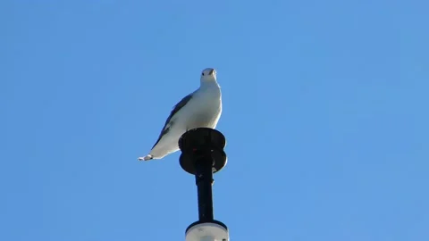 Seagull sitting on a position light Stock Footage 210741748