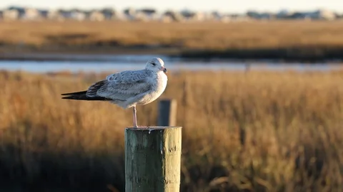 Seagull sitting on post Stock Footage 128248650