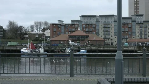 Seagull sitting on post at Sunderland Docks Video stock 70473642
