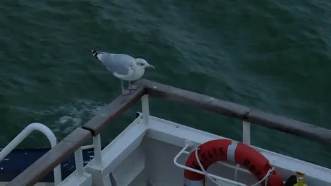 A seagull is sitting on the railing of a ship as a free rider Stock Footage 102547531