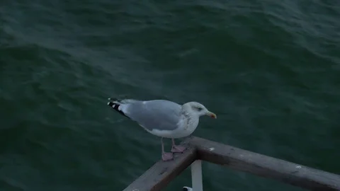 A seagull is sitting on the railing of a ship as a free rider Stock Footage 102548022
