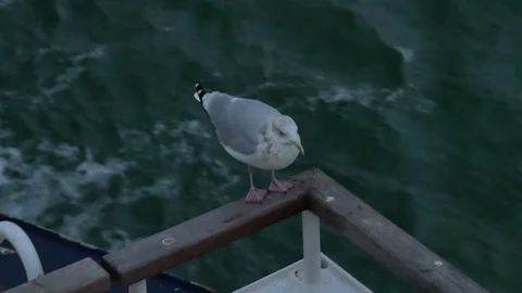 A seagull is sitting on the railing of a ship as a free rider 스톡 동영상 102548285