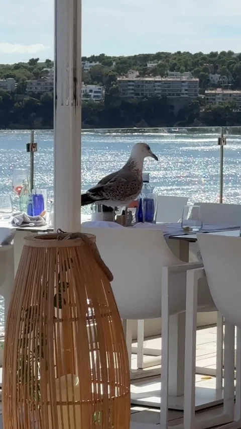Seagull sitting on restaurant table by the sea Video stock 318092736