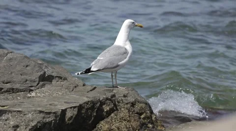 Seagull sitting on a rock and looking at sea. Stock Footage 62064026
