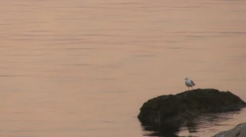 Seagull sitting on a rock Stock Footage 11960906