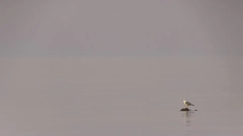 Seagull sitting on a rock Stock Footage 12027052