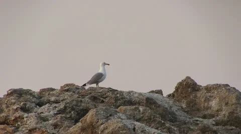 Seagull sitting on a rock Stock Footage 12101260