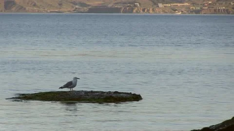 Seagull sitting on a rock Stock Footage 20922259