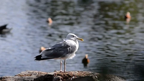 Seagull sitting on the rock Stock Footage 93749170
