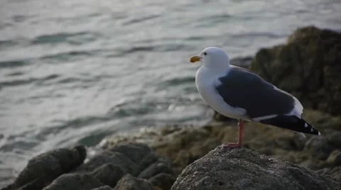 Seagull Sitting on Rock by the Ocean Stock Footage 46560179