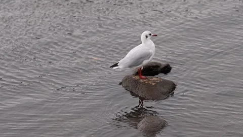 A seagull sitting on a rock by the Ocean, Wild birds Stock Footage 241587201