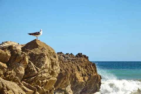 Seagull sitting on a rock Stock Photos