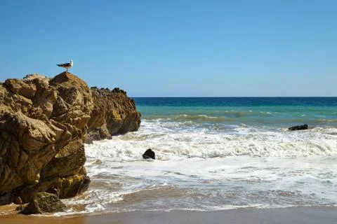 Seagull sitting on a rock Stock Photos