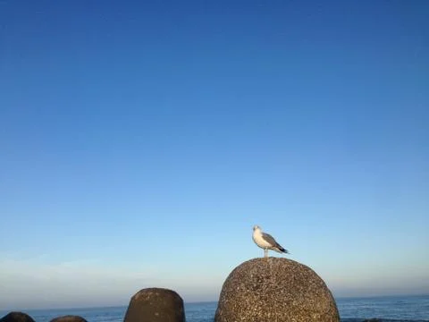 A seagull is sitting on a rock Stock Photos