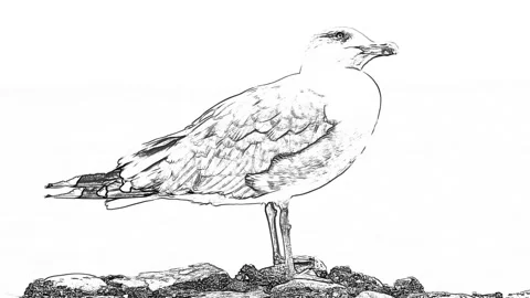 A seagull sitting on rocks, black and white doodle art Stock Footage 171610905