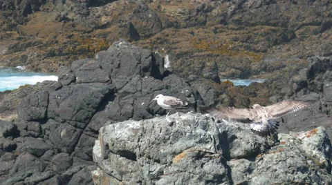 Seagull Sitting on the Rocks Stock Footage 41536826