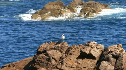 Seagull Sitting on the Rocks Stock Footage 41540675