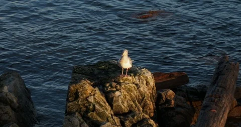 Seagull sitting on the rocks Stock Footage 123719838