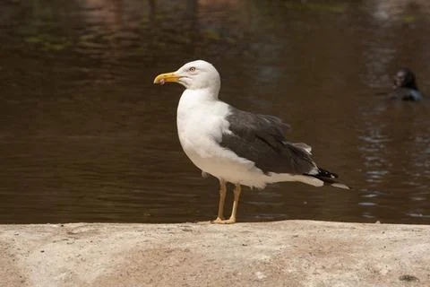 Seagull sitting on sand Stock Photos