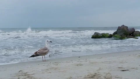 Seagull sitting on sandy on background of stormy sea with foaming waves Stock Footage 160888101