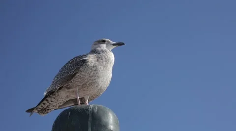 Seagull sitting on a statue Stock Footage 54237277
