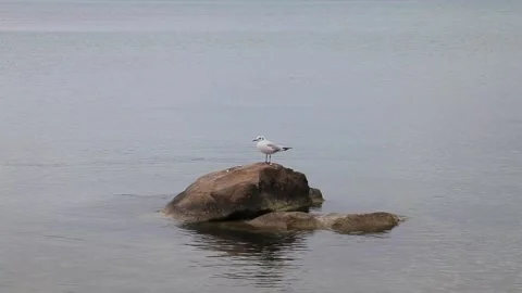 Seagull sitting on a stone Stock Footage 107120090