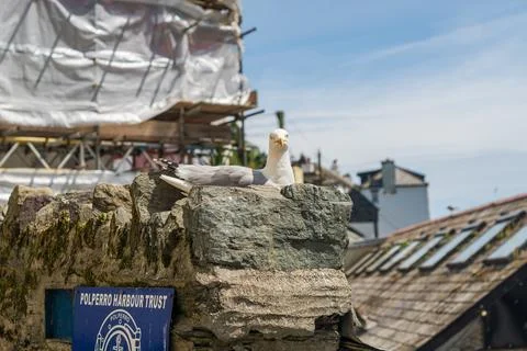 Seagull sitting on stone wall between coping stones by the coast Stock Photos