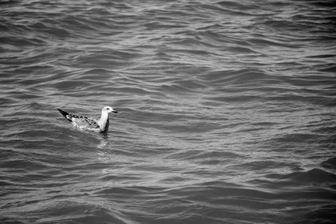 Seagull sitting on the surface of the ocean 스톡 사진