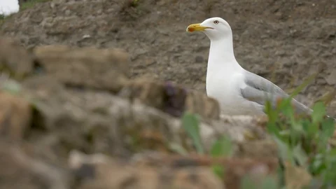 A seagull sitting on the top of a brick wall Video stock 105890897