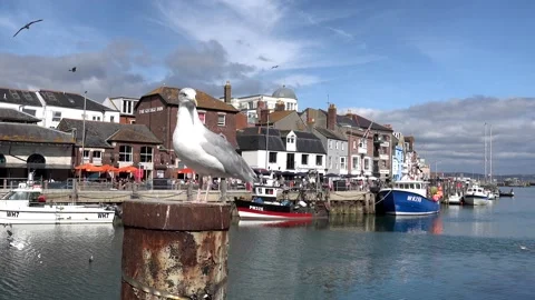 A Seagull sitting on the top of a metal post in Weymouth Harbour, Dorset, UK Stock Footage 268487736