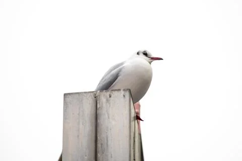 A seagull is sitting on the wall Foto stock