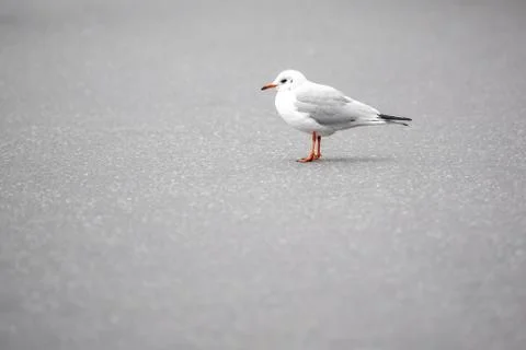 A seagull is sitting on the wall Foto stock