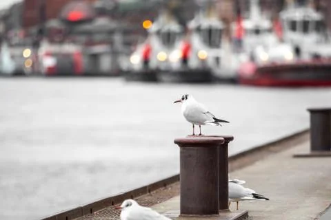 A seagull is sitting on the wall Foto stock