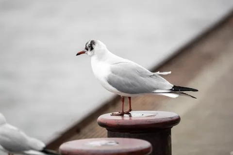 A seagull is sitting on the wall Stock Photos