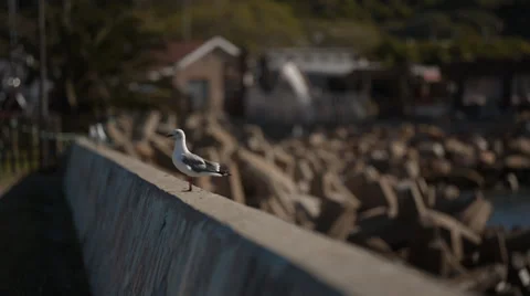 Seagull sitting on a wall, with two other Seagulls coming in to land Stock Footage 31968407