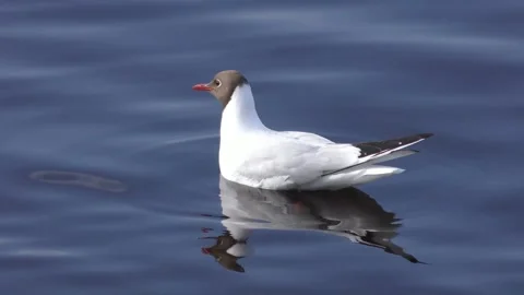 A seagull is sitting on the water. Stock Footage 252648397