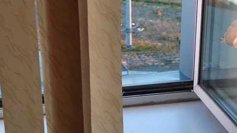 Seagull sitting on the window sill Stock Footage 94654137