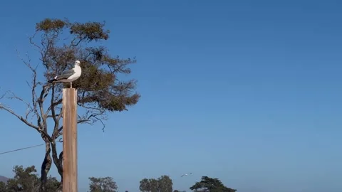 Seagull sitting on wood pole at the beach - Wide Stock-Footage 200020942