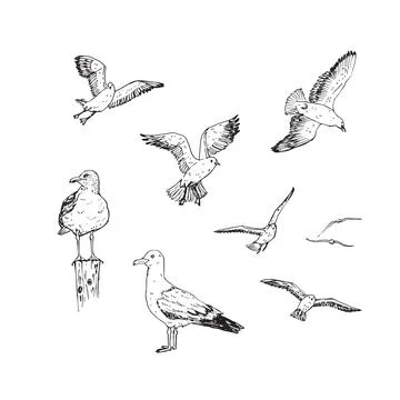 Seagull sketches Stock Illustration