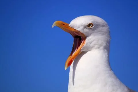 Seagull sky bird Stock Photos