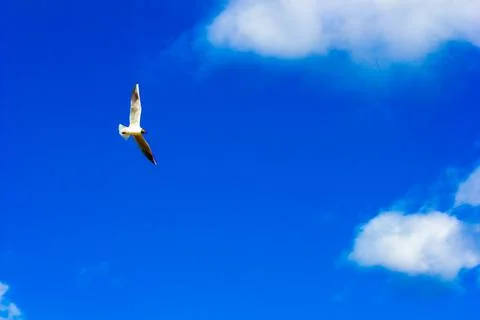 Seagull in the sky in the clouds Stock Photos