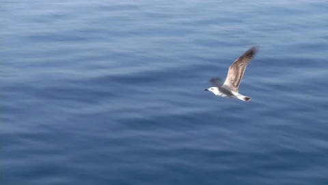 Seagull at sky 스톡 동영상 98490405