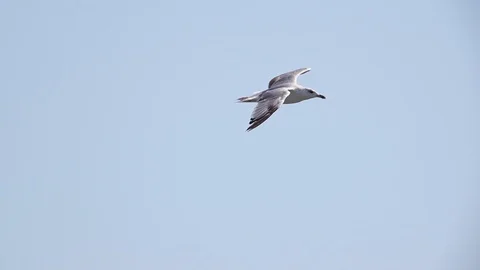 Seagull In The Sky Stock Footage 115251848