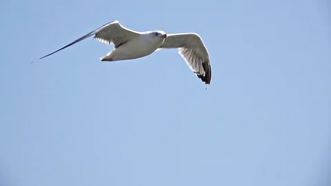 Seagull In The Sky Stock Footage 115254301