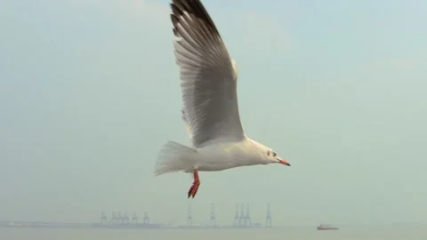 Seagull- in the sky Stock Footage 133419056
