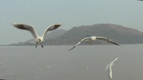 Seagull in the sky Stock Footage 133420881