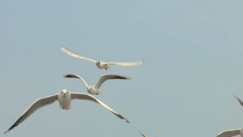 Seagull in the sky Stock Footage 133422178