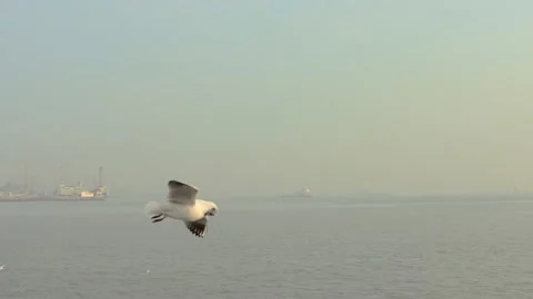 Seagull in the sky Stock Footage 133422343