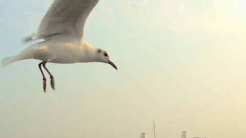 Seagull in the sky Stock Footage 133422392