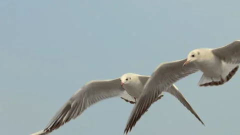 Seagull in the sky Stock Footage 133422592